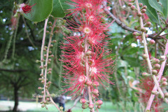 Barringtonia acutangula